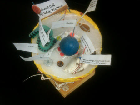 Science - Seventh Grade Cell Project